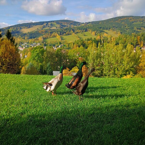 Enten vom Vyhledovka