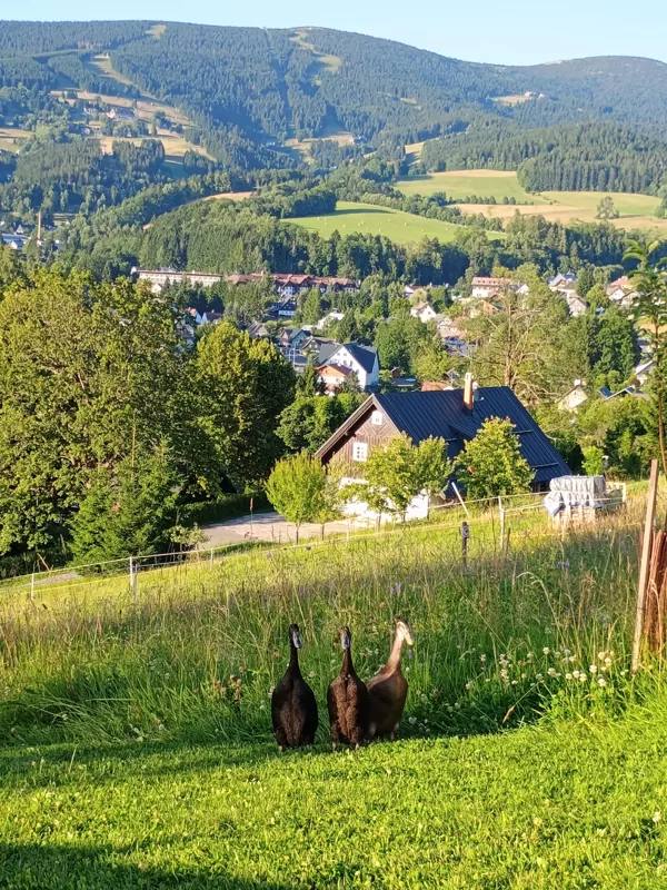Ducks from Vyhledovka