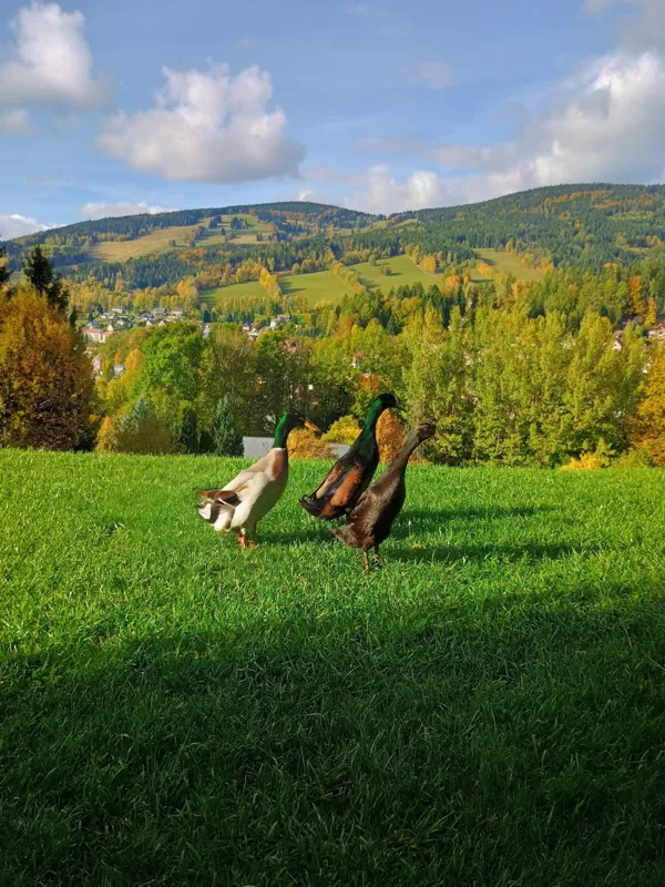 Enten vom Vyhledovka